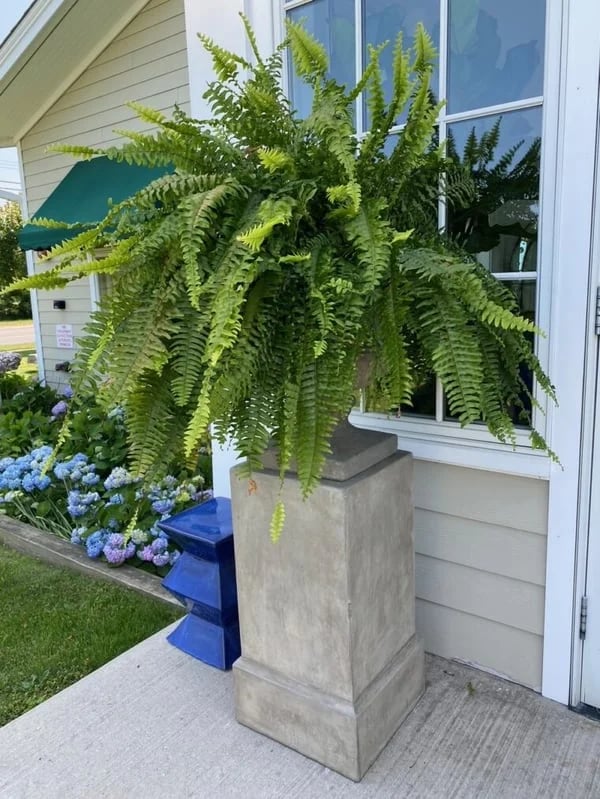 🔥Last Day 75% OFF🔥--UV Resistant Lifelike Artificial Boston Fern