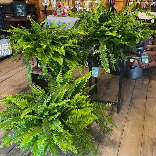 🔥Last Day 75% OFF🔥--UV Resistant Lifelike Artificial Boston Fern